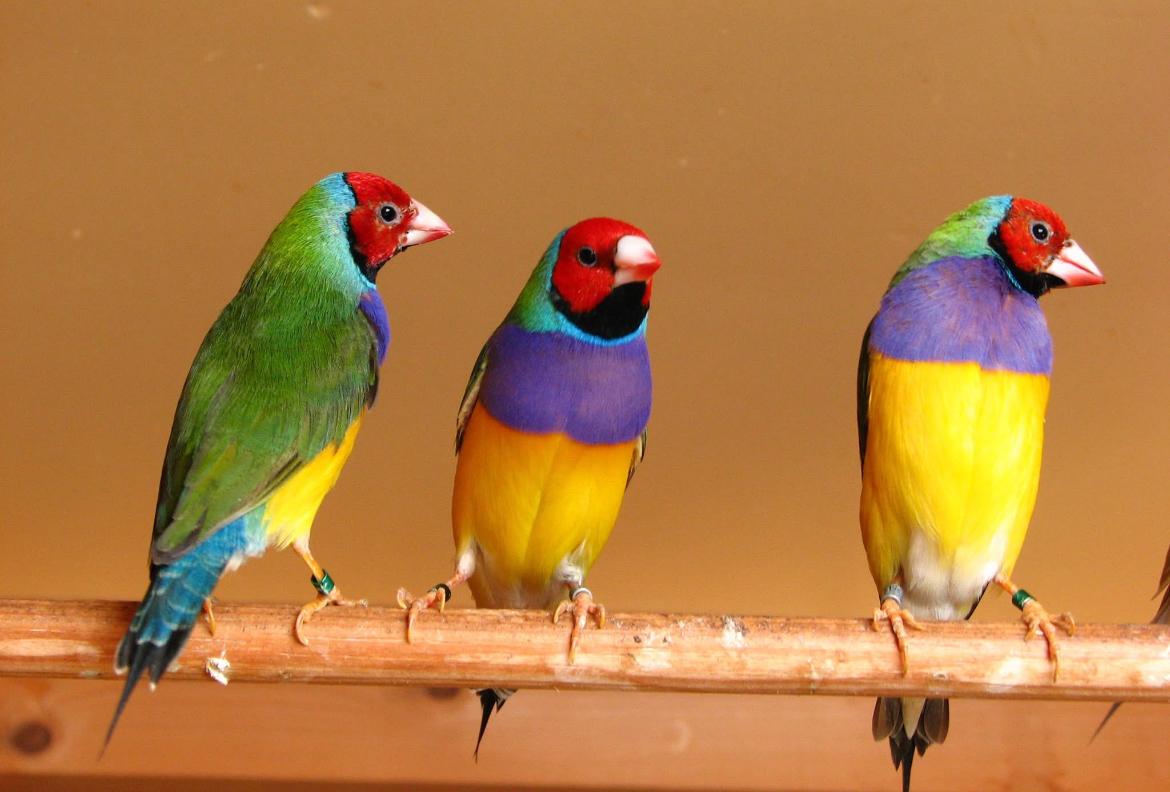 Esquisse 1 - Diamants de Gould colorés